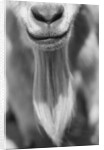 Close-up View of a Goats Beard by Anonymous