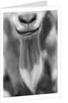 Close-up View of a Goats Beard by Anonymous