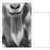 Close-up View of a Goats Beard by Anonymous