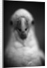Parrot's Beak by Anonymous