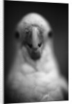 Parrot's Beak by Anonymous