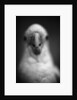 Parrot's Beak by Anonymous