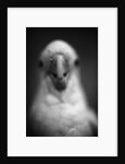 Parrot's Beak by Anonymous