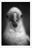 Parrot's Beak by Anonymous