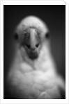 Parrot's Beak by Anonymous