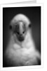 Parrot's Beak by Anonymous