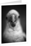 Parrot's Beak by Anonymous