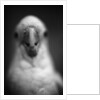 Parrot's Beak by Anonymous