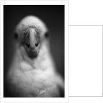 Parrot's Beak by Anonymous