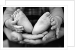Parent and Baby's Hands and Feet by Anonymous