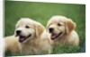 Golden Retrievers Resting on Grass by Anonymous