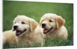 Golden Retrievers Resting on Grass by Anonymous