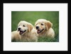 Golden Retrievers Resting on Grass by Anonymous