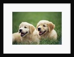 Golden Retrievers Resting on Grass by Anonymous