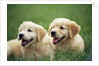 Golden Retrievers Resting on Grass by Anonymous