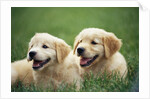 Golden Retrievers Resting on Grass by Anonymous
