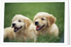 Golden Retrievers Resting on Grass by Anonymous