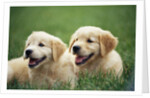 Golden Retrievers Resting on Grass by Anonymous