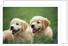 Golden Retrievers Resting on Grass by Anonymous