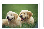 Golden Retrievers Resting on Grass by Anonymous