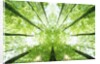 Trees in Forest Ascending by Anonymous