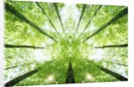 Trees in Forest Ascending by Anonymous