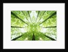 Trees in Forest Ascending by Anonymous