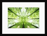 Trees in Forest Ascending by Anonymous