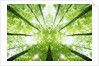 Trees in Forest Ascending by Anonymous