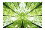 Trees in Forest Ascending by Anonymous