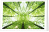 Trees in Forest Ascending by Anonymous