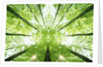 Trees in Forest Ascending by Anonymous