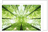 Trees in Forest Ascending by Anonymous