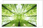 Trees in Forest Ascending by Anonymous