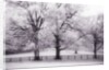 Trees and Fence in Snowy Field by Anonymous