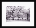 Trees and Fence in Snowy Field by Anonymous