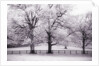 Trees and Fence in Snowy Field by Anonymous