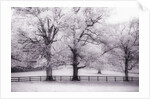 Trees and Fence in Snowy Field by Anonymous
