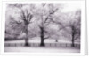 Trees and Fence in Snowy Field by Anonymous