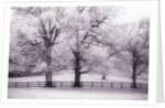 Trees and Fence in Snowy Field by Anonymous