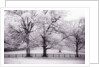 Trees and Fence in Snowy Field by Anonymous