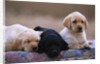 Labrador Retriever Puppies by Anonymous