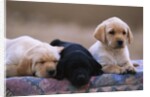 Labrador Retriever Puppies by Anonymous
