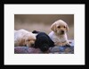 Labrador Retriever Puppies by Anonymous