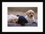 Labrador Retriever Puppies by Anonymous