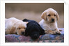 Labrador Retriever Puppies by Anonymous