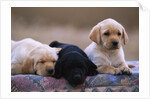 Labrador Retriever Puppies by Anonymous
