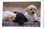 Labrador Retriever Puppies by Anonymous