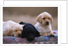 Labrador Retriever Puppies by Anonymous
