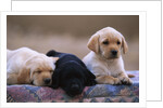 Labrador Retriever Puppies by Anonymous